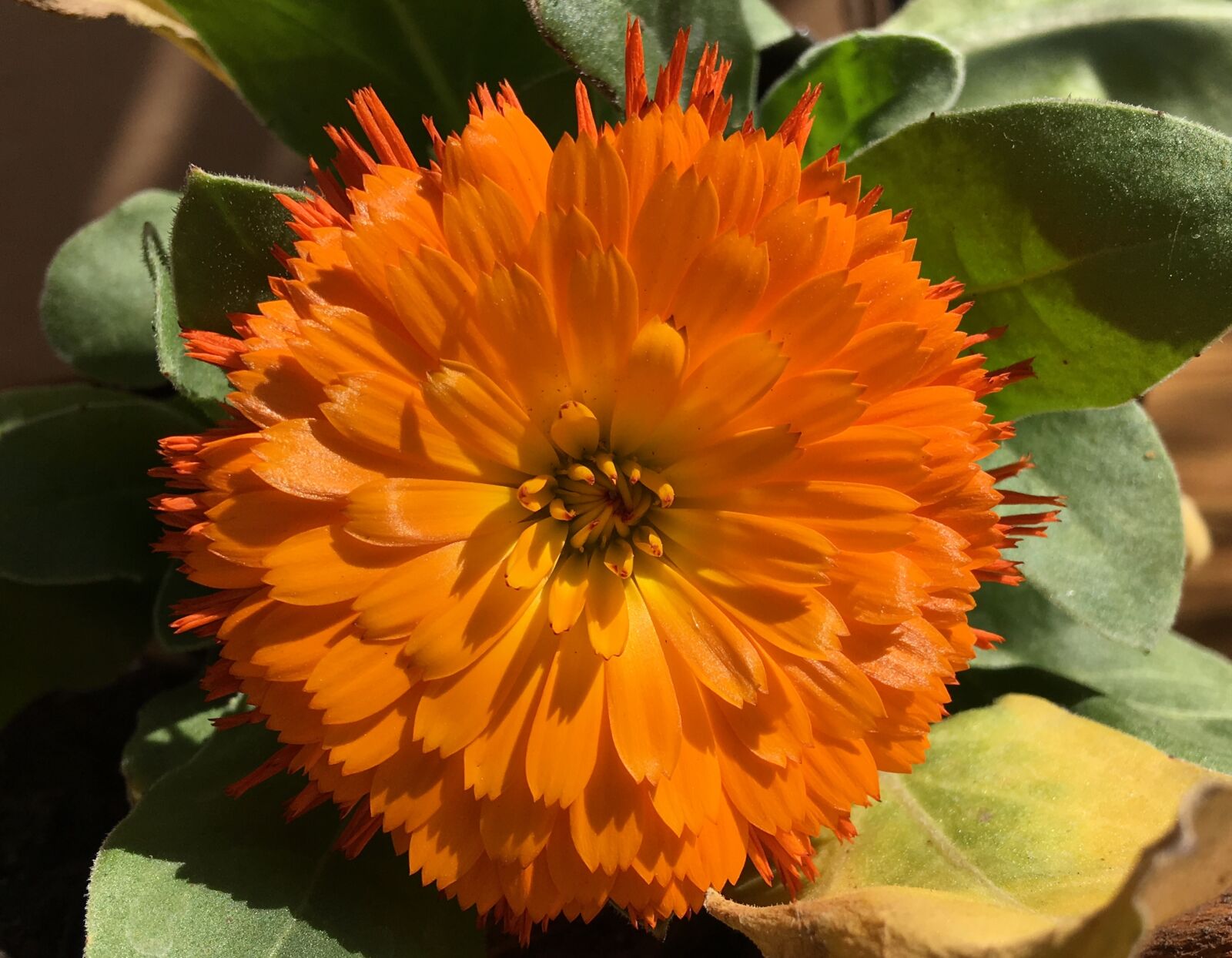 Apple iPhone 6s Plus sample photo. Orange flower, petals orange photography