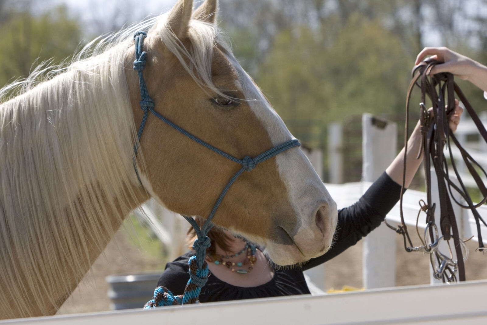 Canon EOS 40D sample photo. Horse photography