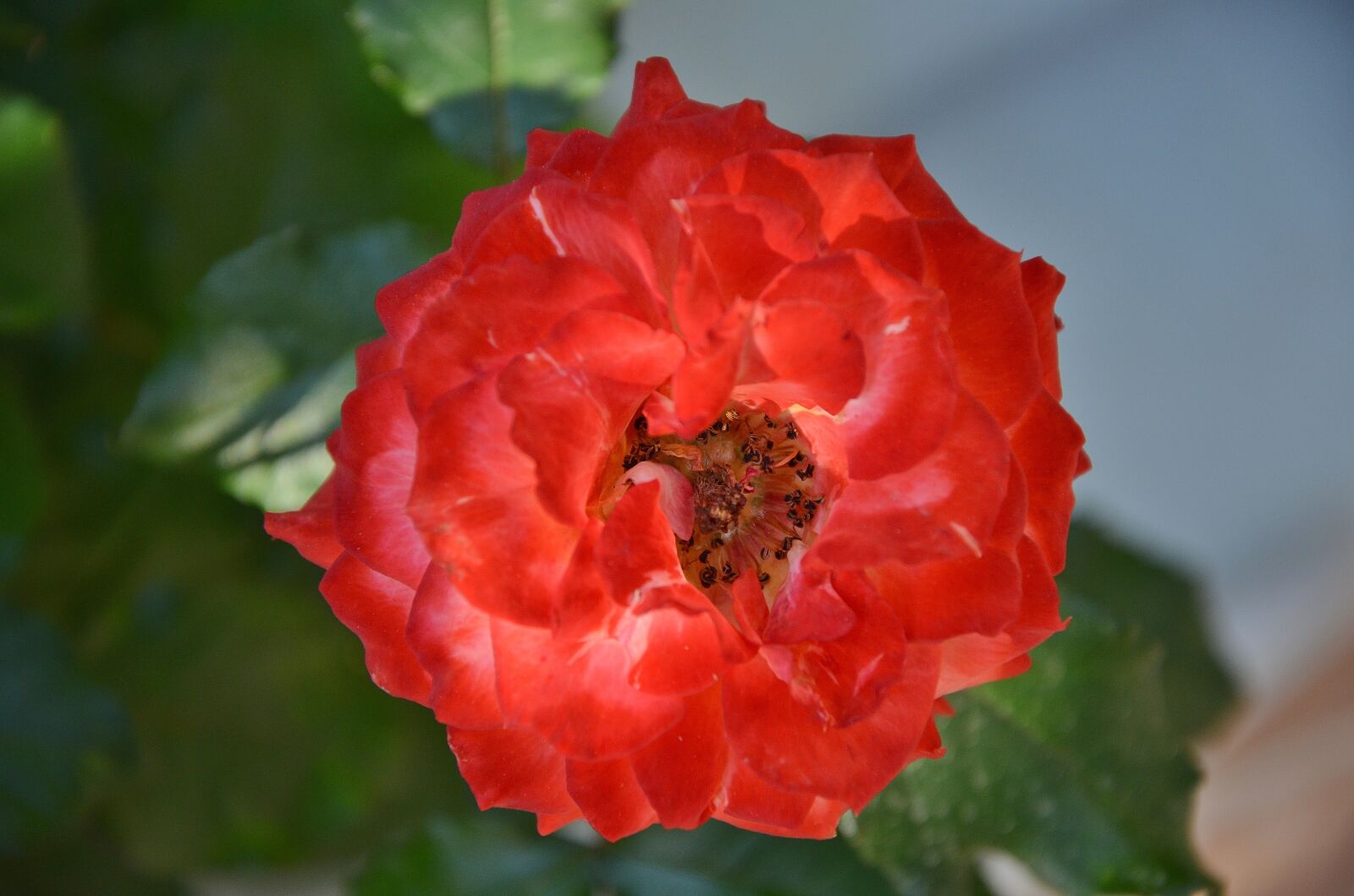 Nikon D7000 sample photo. Rose, flower, blossom photography