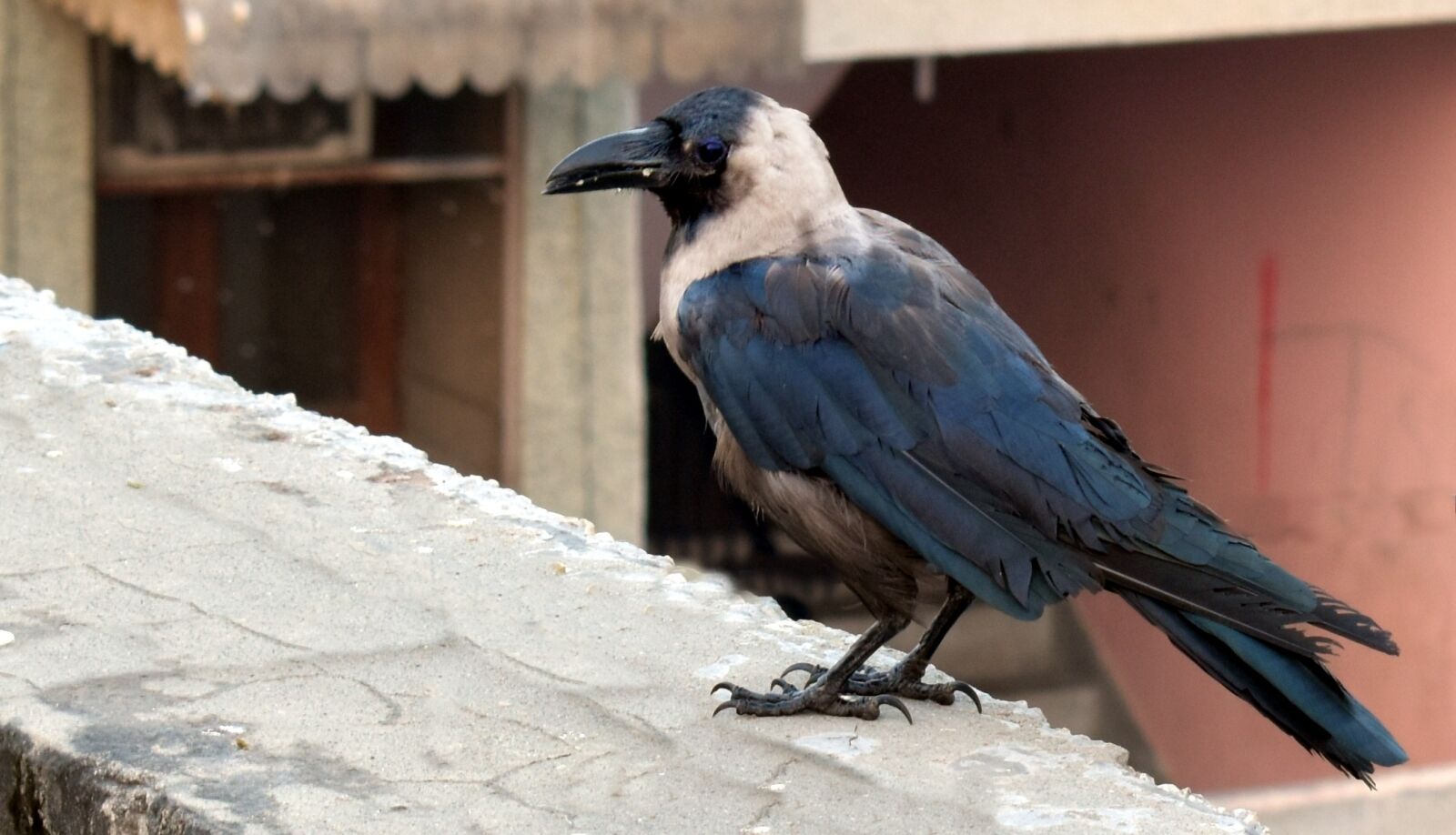 Nikon D5600 sample photo. House crow, grey-necked, corvus photography