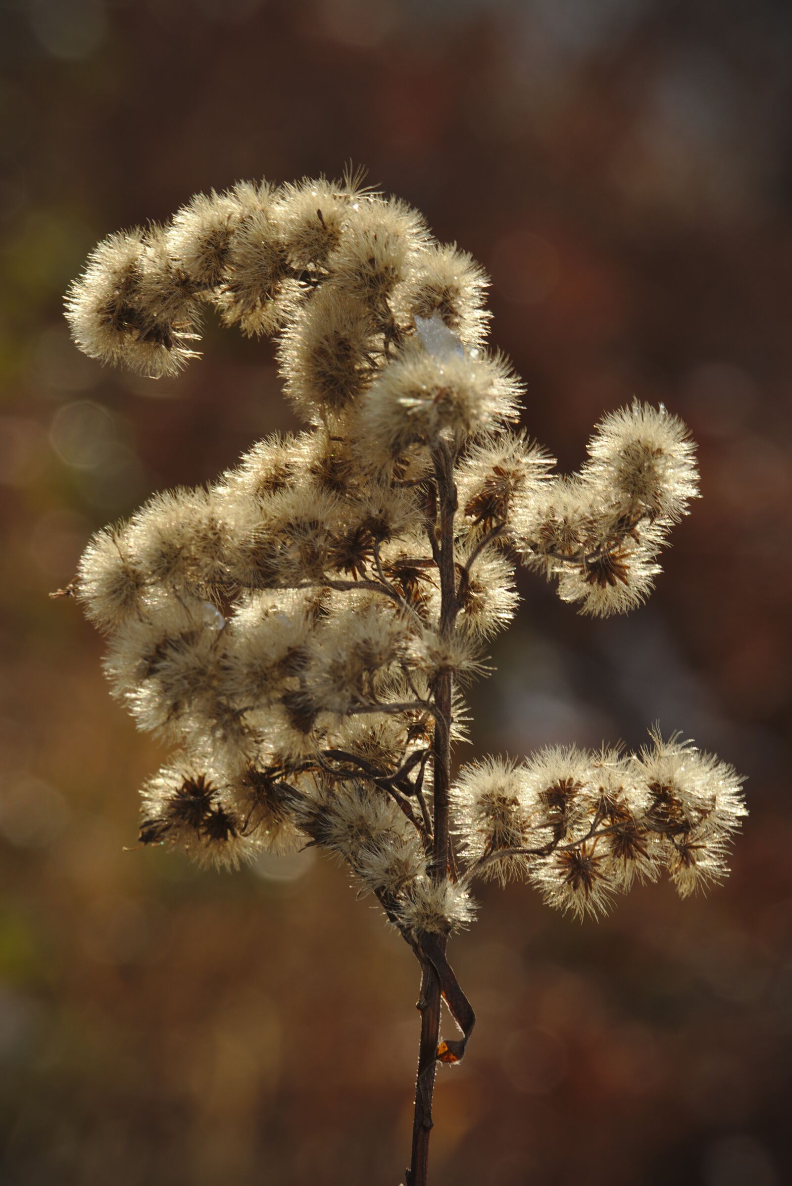 Canon EOS M5 + Canon EF-M 18-150mm F3.5-6.3 IS STM sample photo. Plant, flower, stems photography