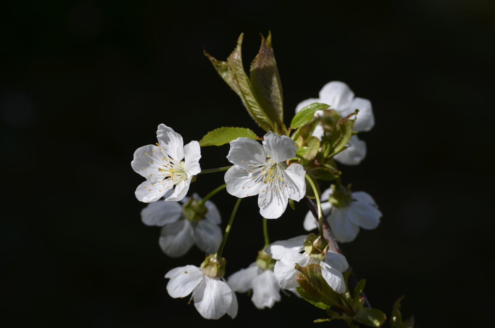 Nikon D5100 sample photo. Cherry, cherry blossom, cherry photography