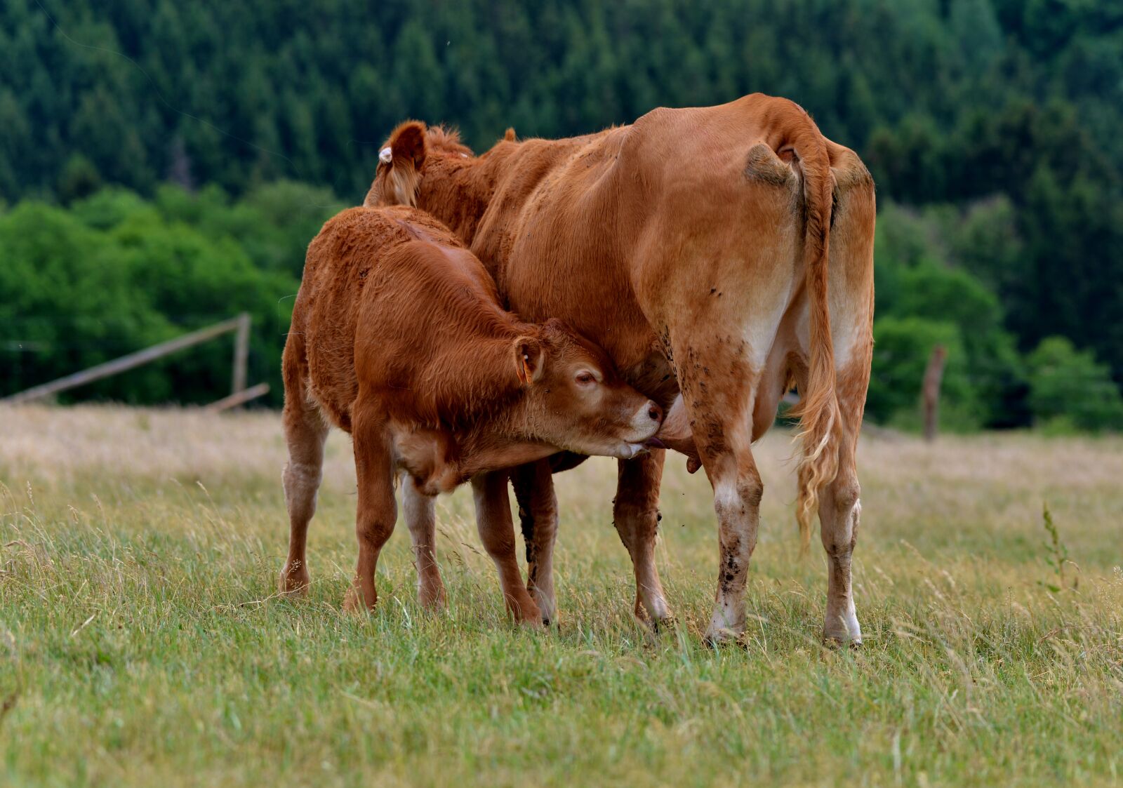 Nikon D600 sample photo. Cow, calf, drinking photography