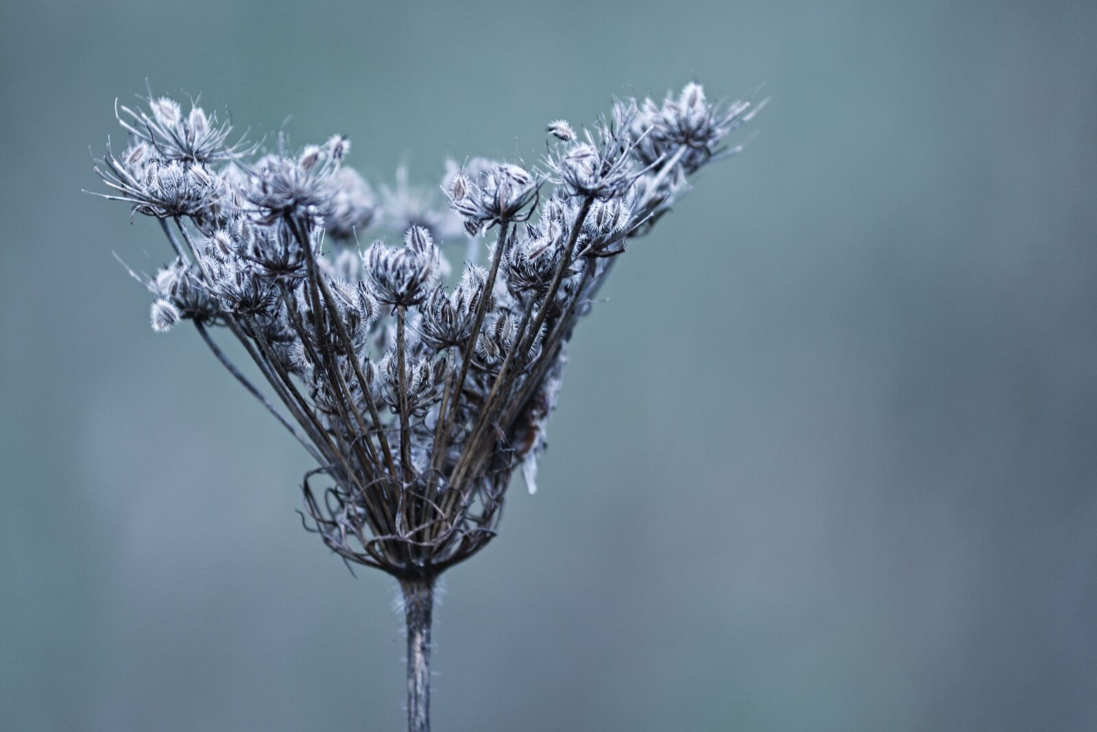 Canon EOS 200D (EOS Rebel SL2 / EOS Kiss X9) sample photo. Winter, herb, faded photography