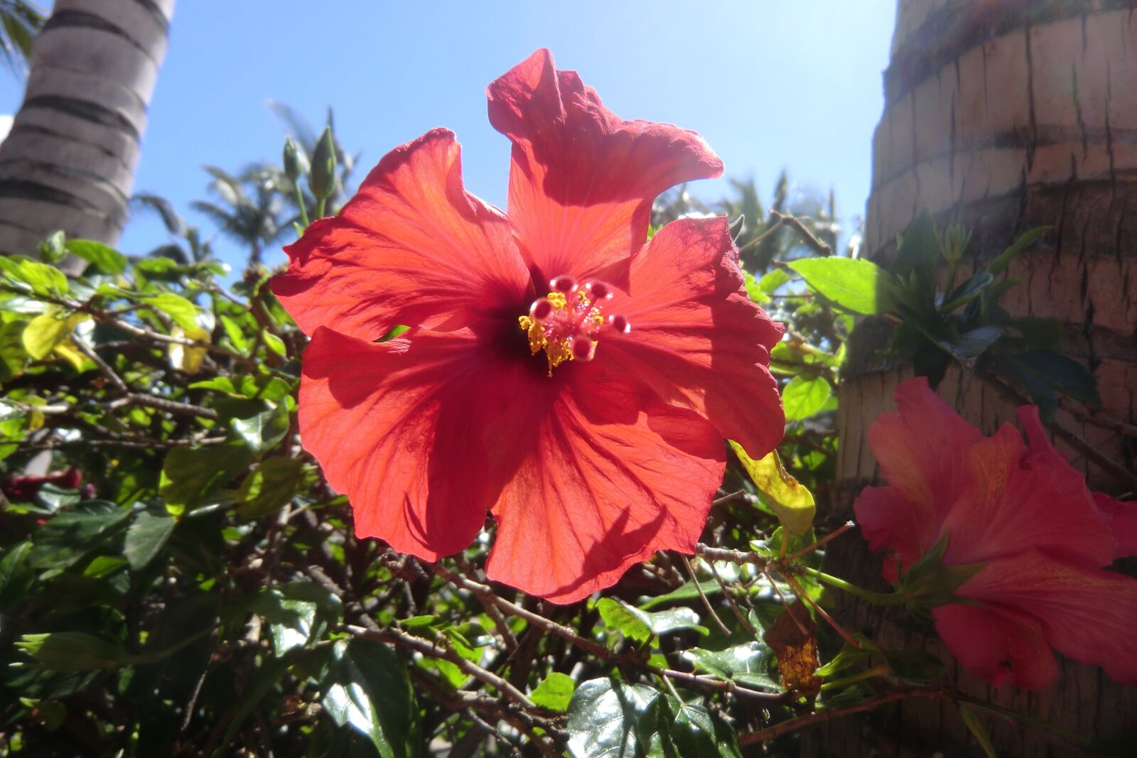 CASIO EX-H15 sample photo. Hibiscus, close, flower photography