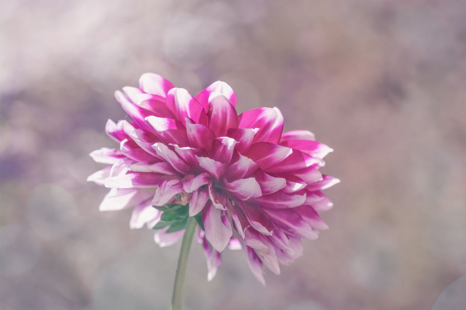 Nikon D7100 sample photo. Flower, raghavendra, dalia photography