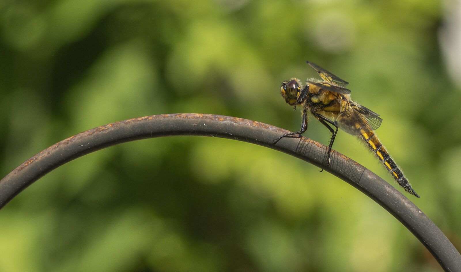 Nikon D500 sample photo. Dragonfly, garden, insect photography