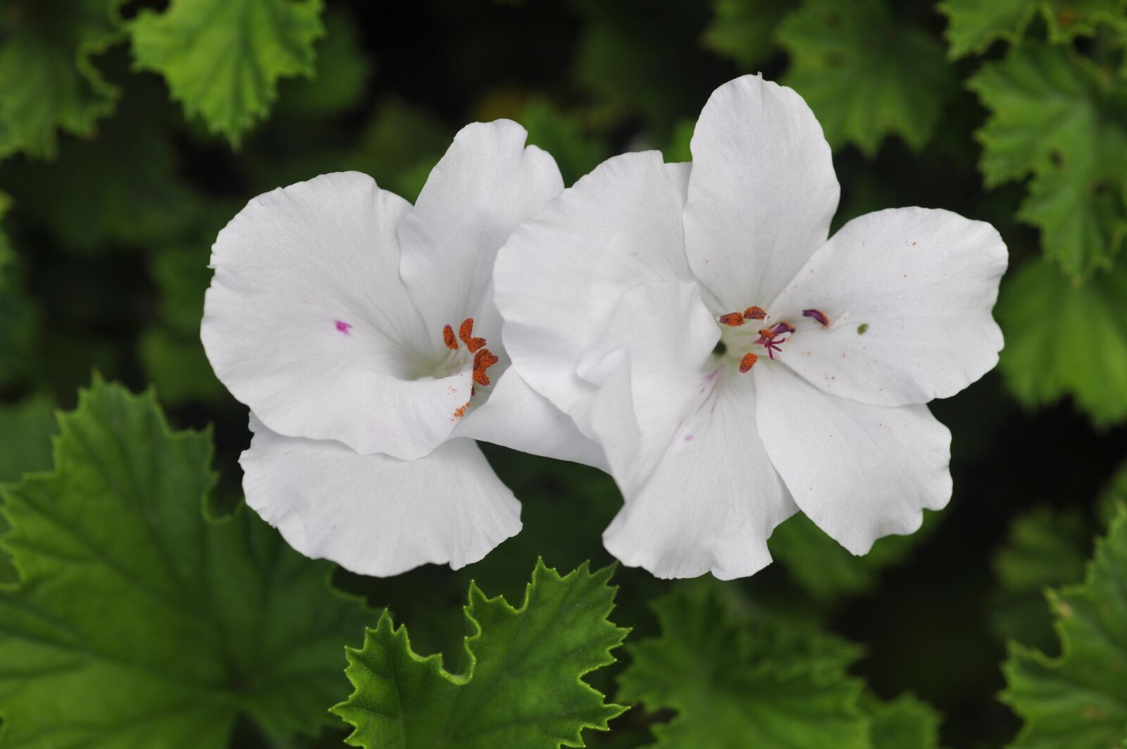 Nikon D90 sample photo. White, geranium, flower photography