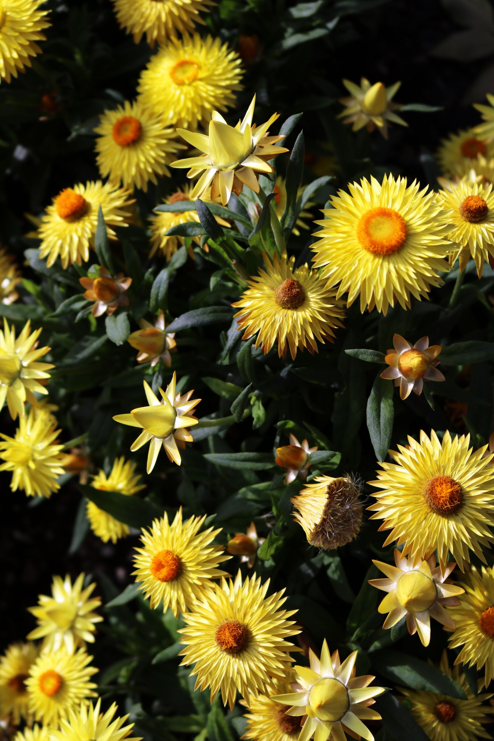 Canon EOS 750D (EOS Rebel T6i / EOS Kiss X8i) sample photo. Yellow, flowers, green photography