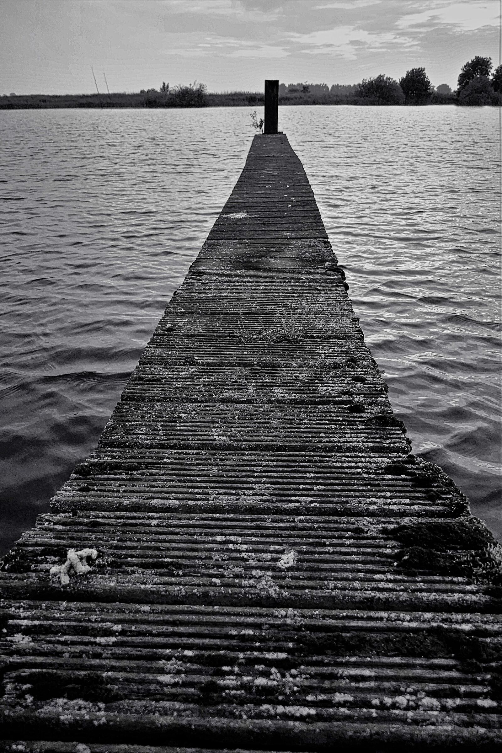 Panasonic DMC-TZ101 sample photo. Web, water, wood photography