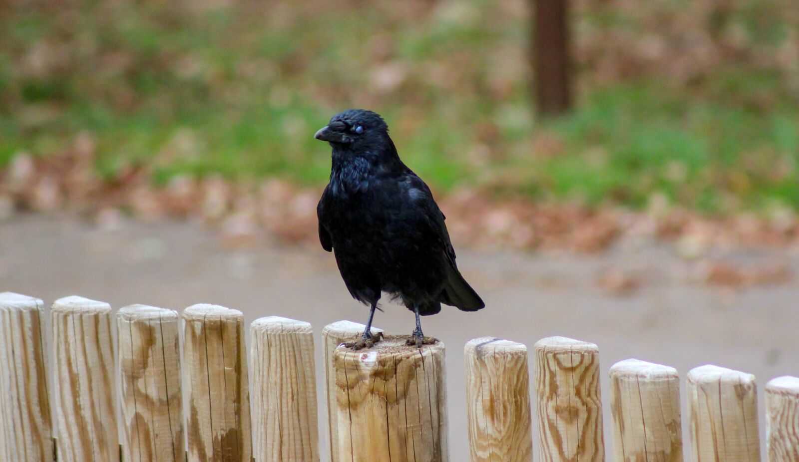 Canon EOS 600D (Rebel EOS T3i / EOS Kiss X5) sample photo. Crow, fence, black photography