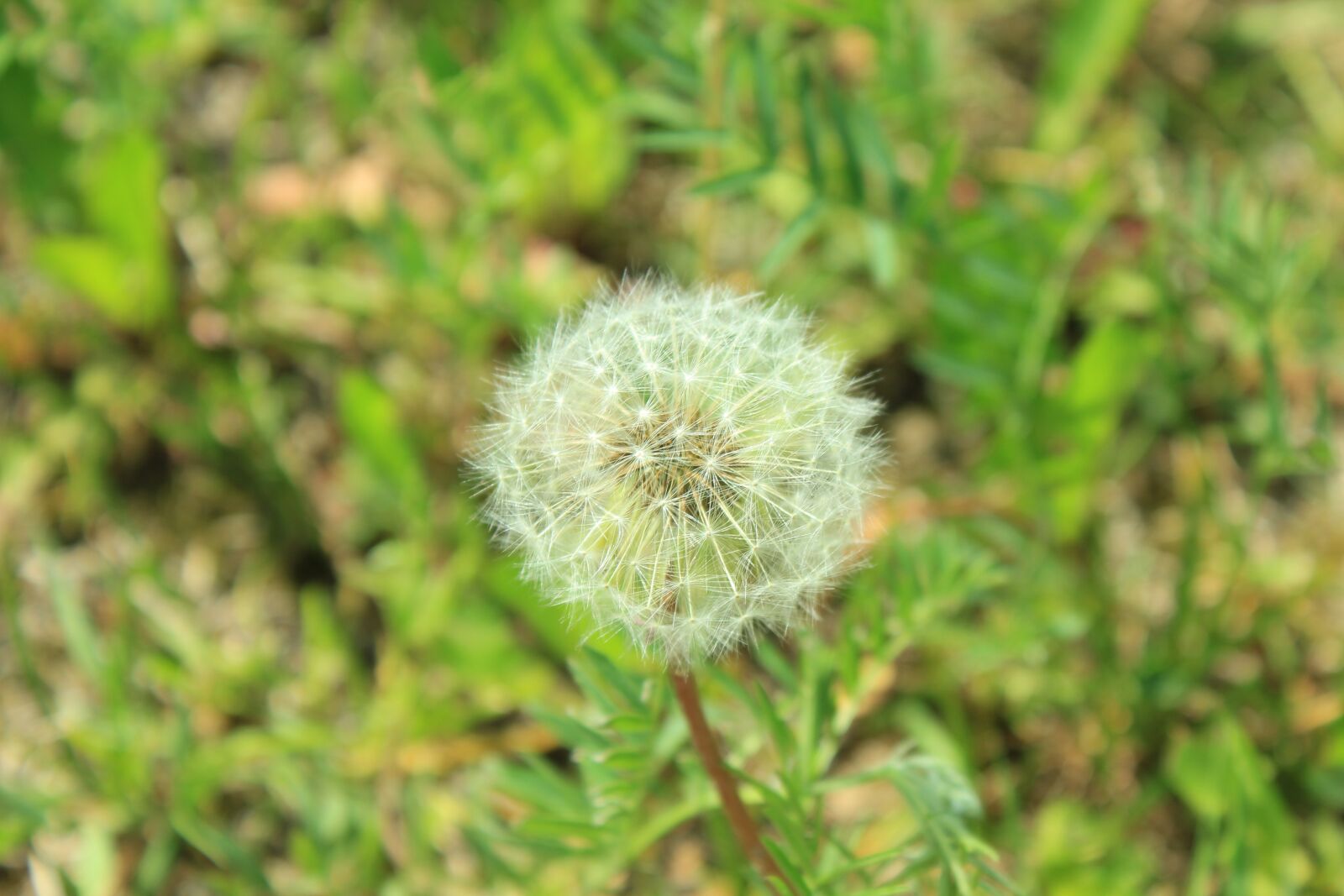 Canon EOS 550D (EOS Rebel T2i / EOS Kiss X4) sample photo. Nature, dandelion, plant photography