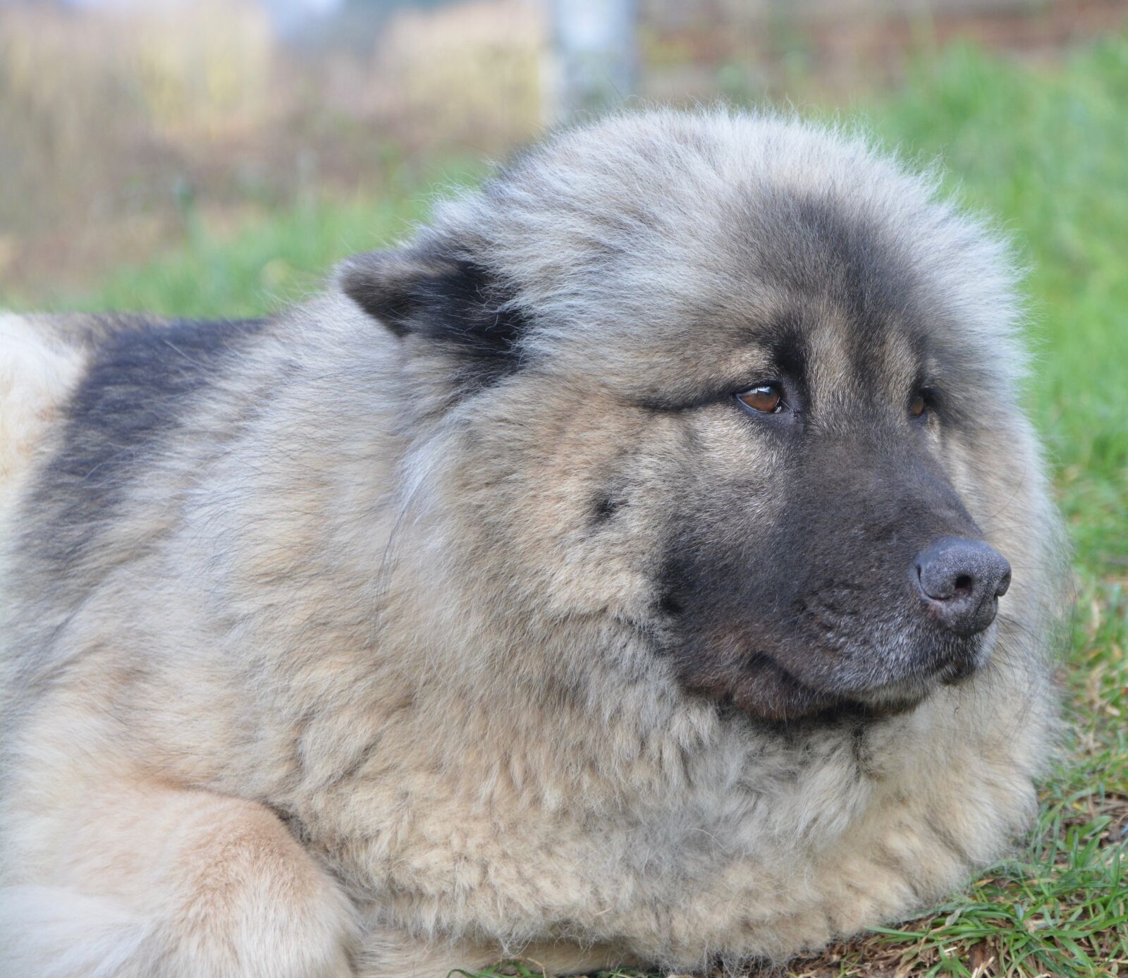 Nikon D5200 sample photo. Dog, dog eurasier, canine photography