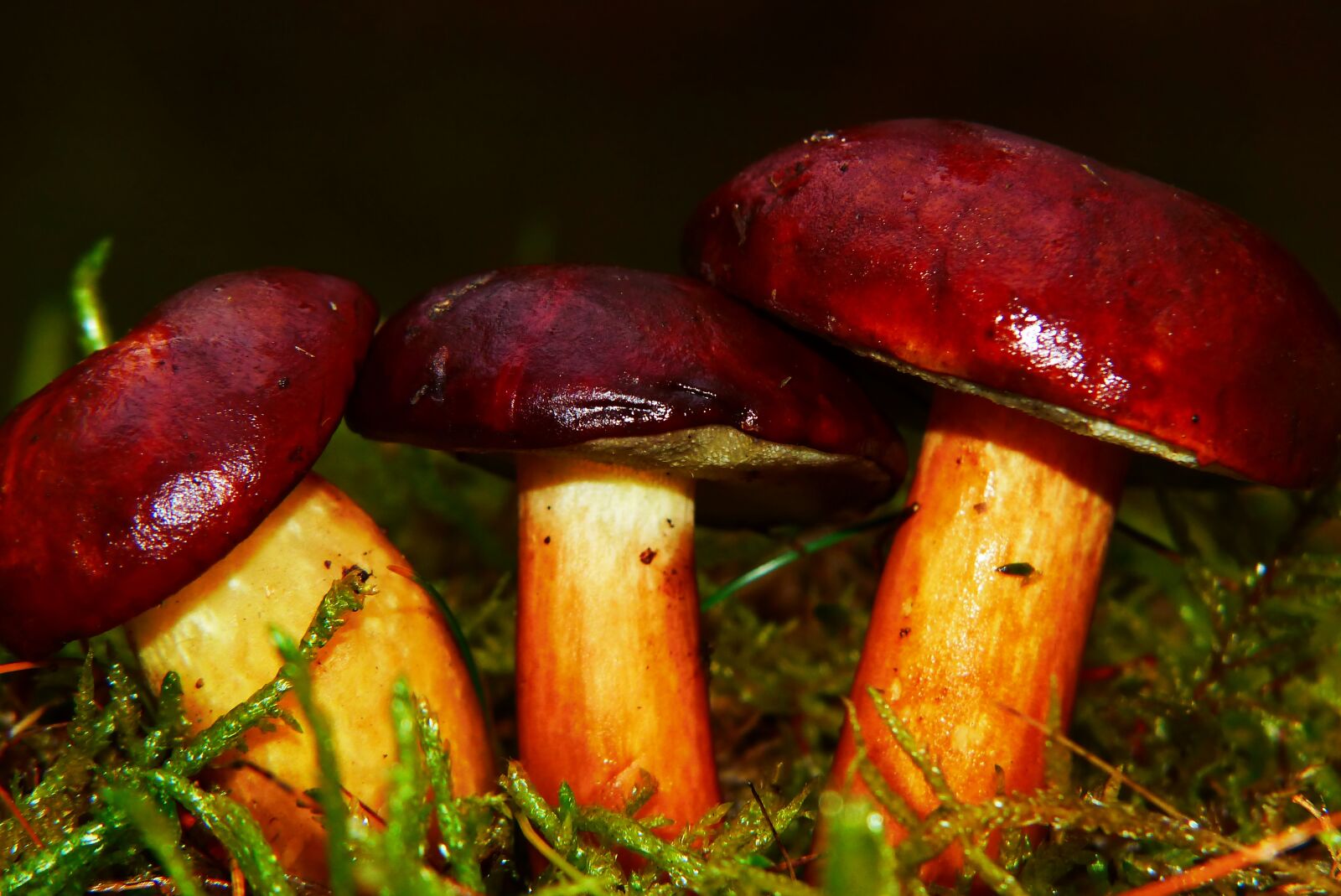 Panasonic Lumix DMC-FZ200 sample photo. Podgrzybki, mushrooms, hats photography
