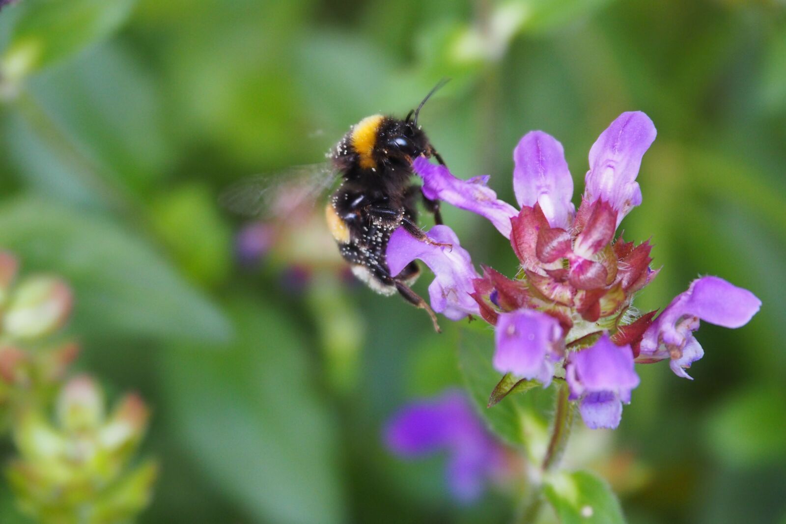 Olympus OM-D E-M10 II sample photo. Hummel, flower, insect photography