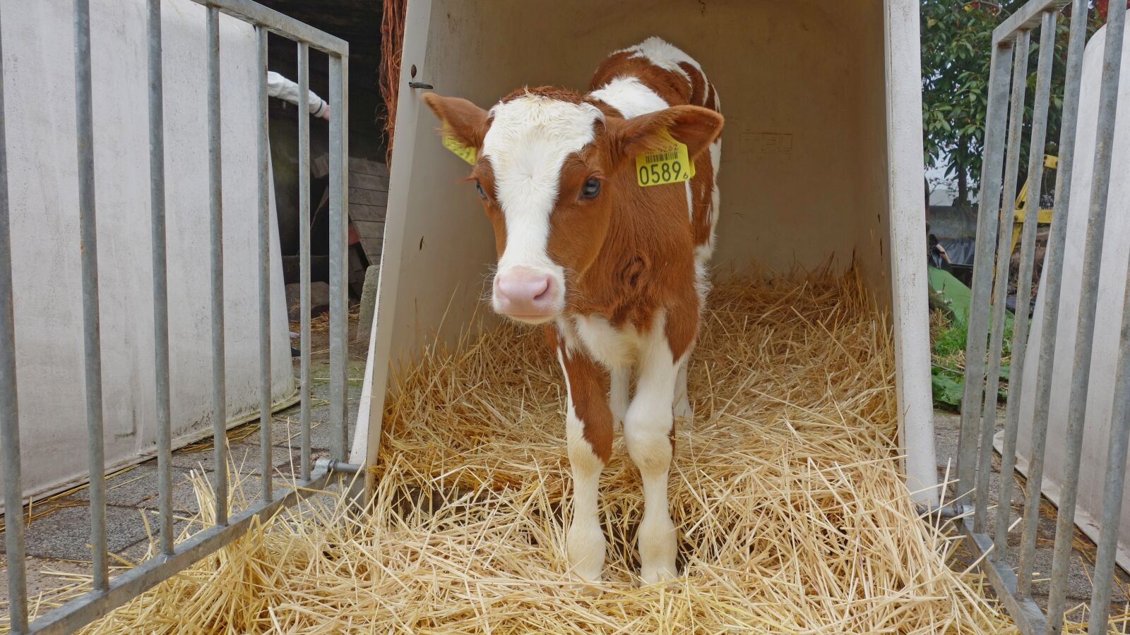 Sony Cyber-shot DSC-RX100 sample photo. Cow, calf, animal photography