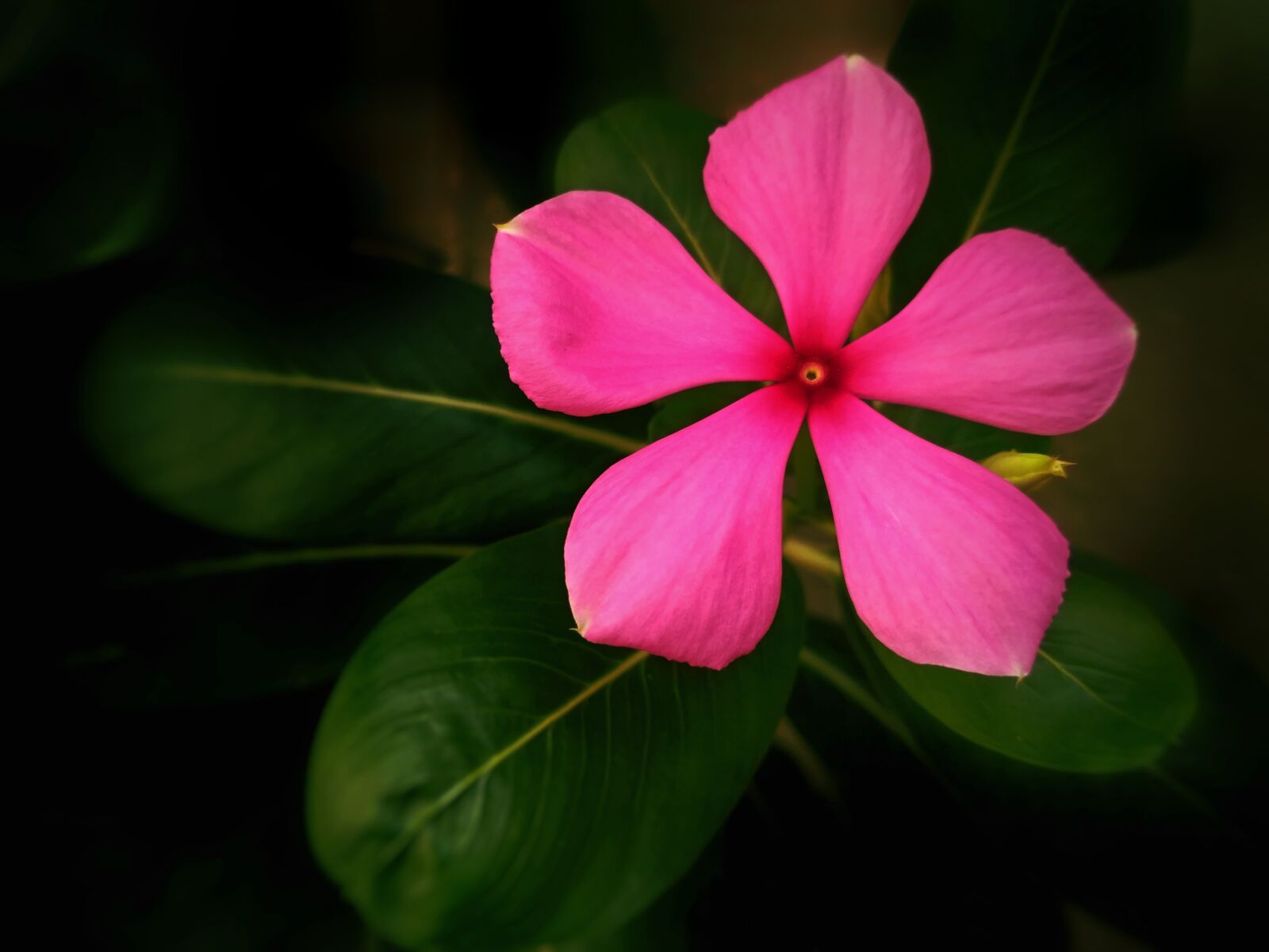 Xiaomi Redmi 3S sample photo. Flower, pink flower, madagascar photography