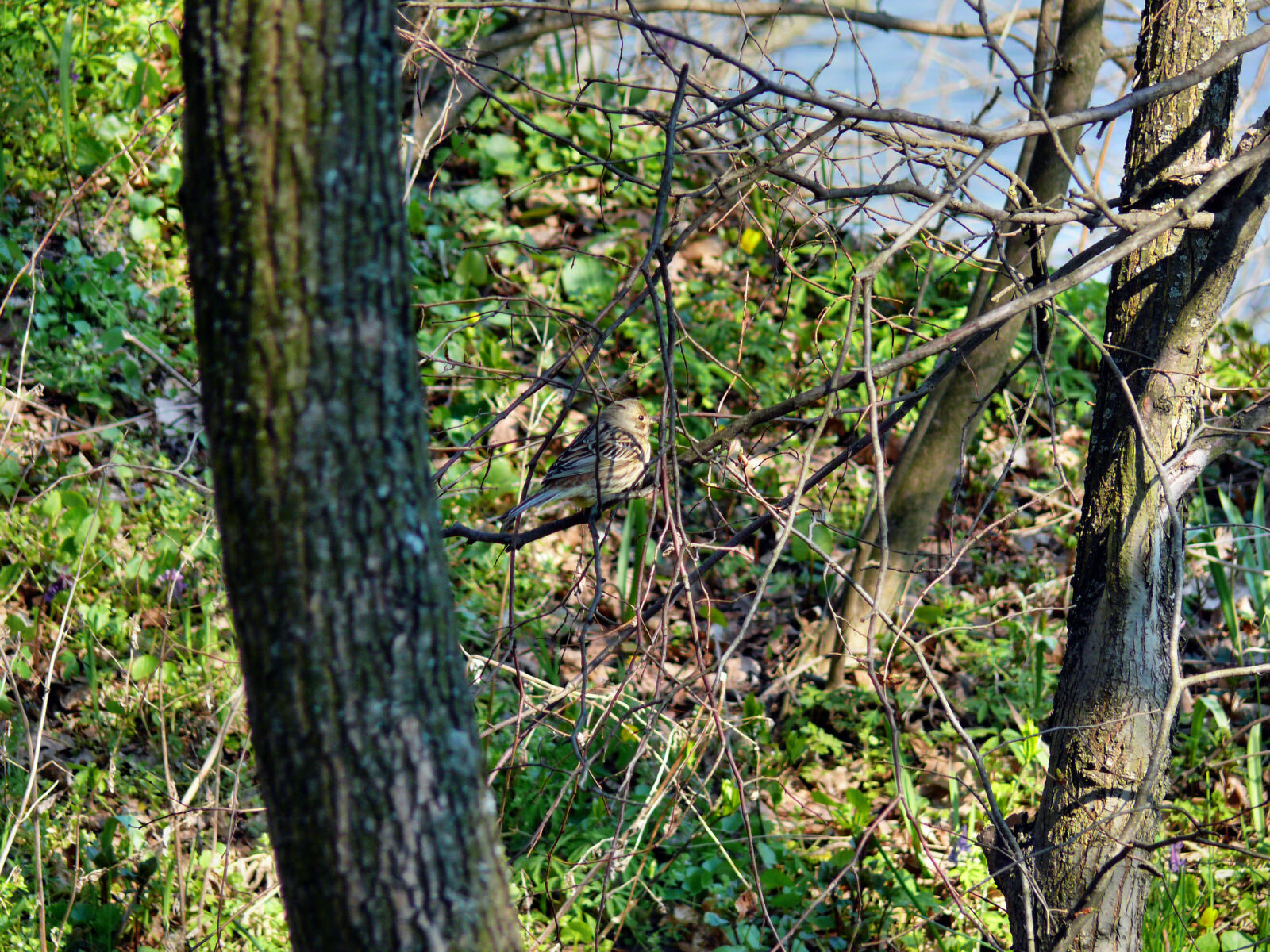 Panasonic DMC-FZ50 sample photo. Bird photography