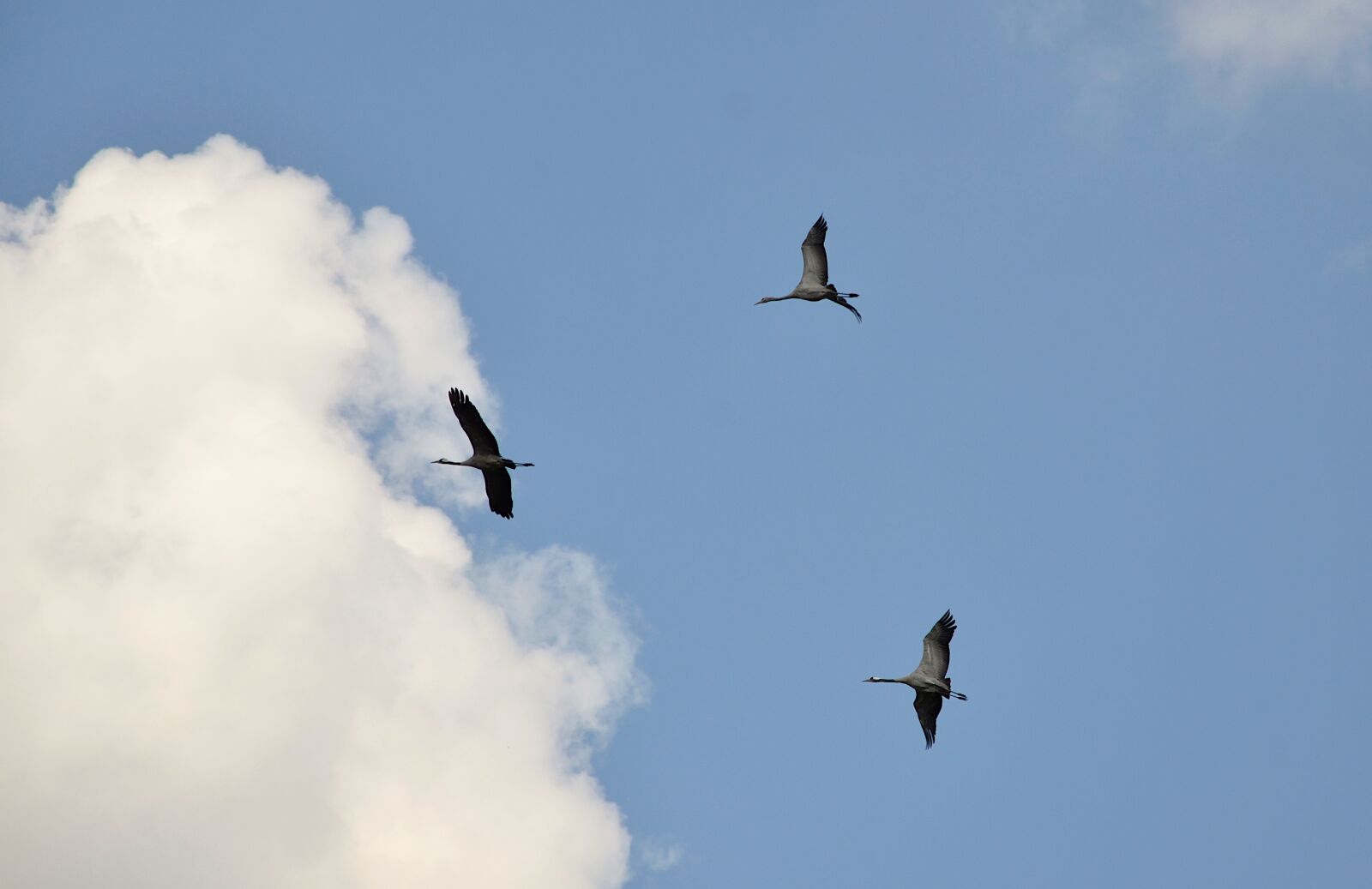 Nikon D7000 sample photo. Crane, flight, bird photography