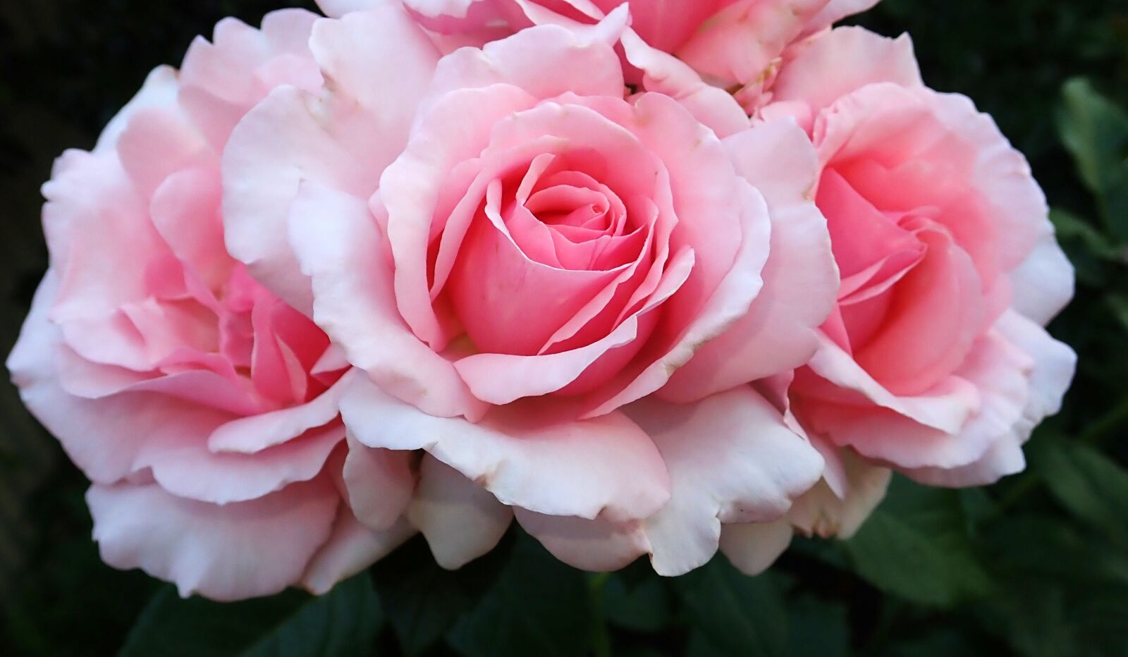 Olympus TG-5 sample photo. Roses, pink, fragrant photography