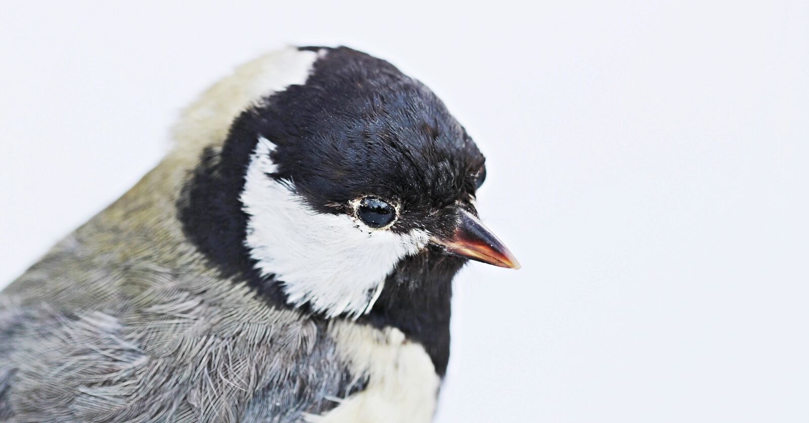 Canon EOS 100D (EOS Rebel SL1 / EOS Kiss X7) sample photo. Bird, stuffed, animal photography