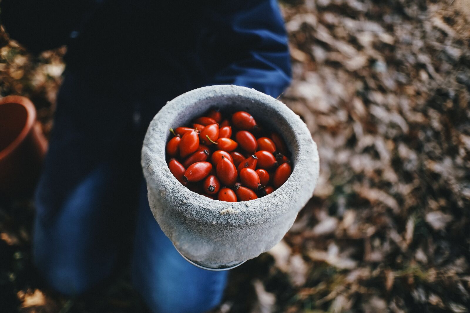 Fujifilm X-E1 sample photo. Rosehip, autumn, vase photography