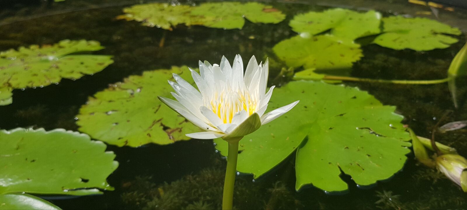 Samsung Galaxy S8 sample photo. Lotus, nature, flower photography