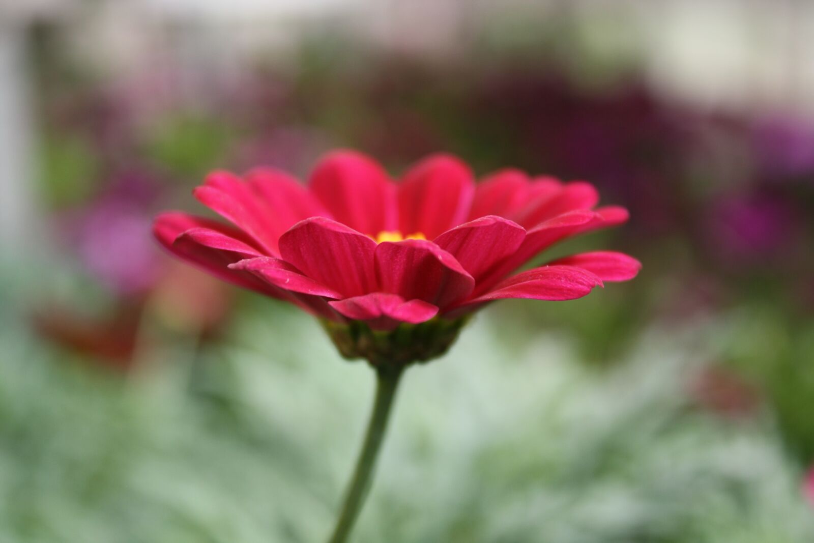 Canon EOS 1000D (EOS Digital Rebel XS / EOS Kiss F) sample photo. Flower, flora, nature photography