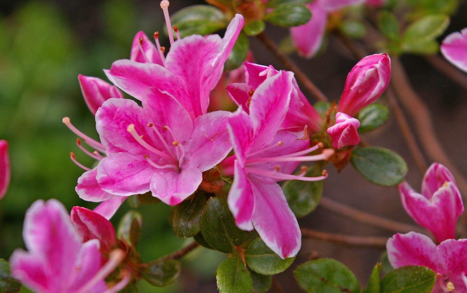Pentax *ist DL2 sample photo. Azalea, garden, ornamental shrub photography