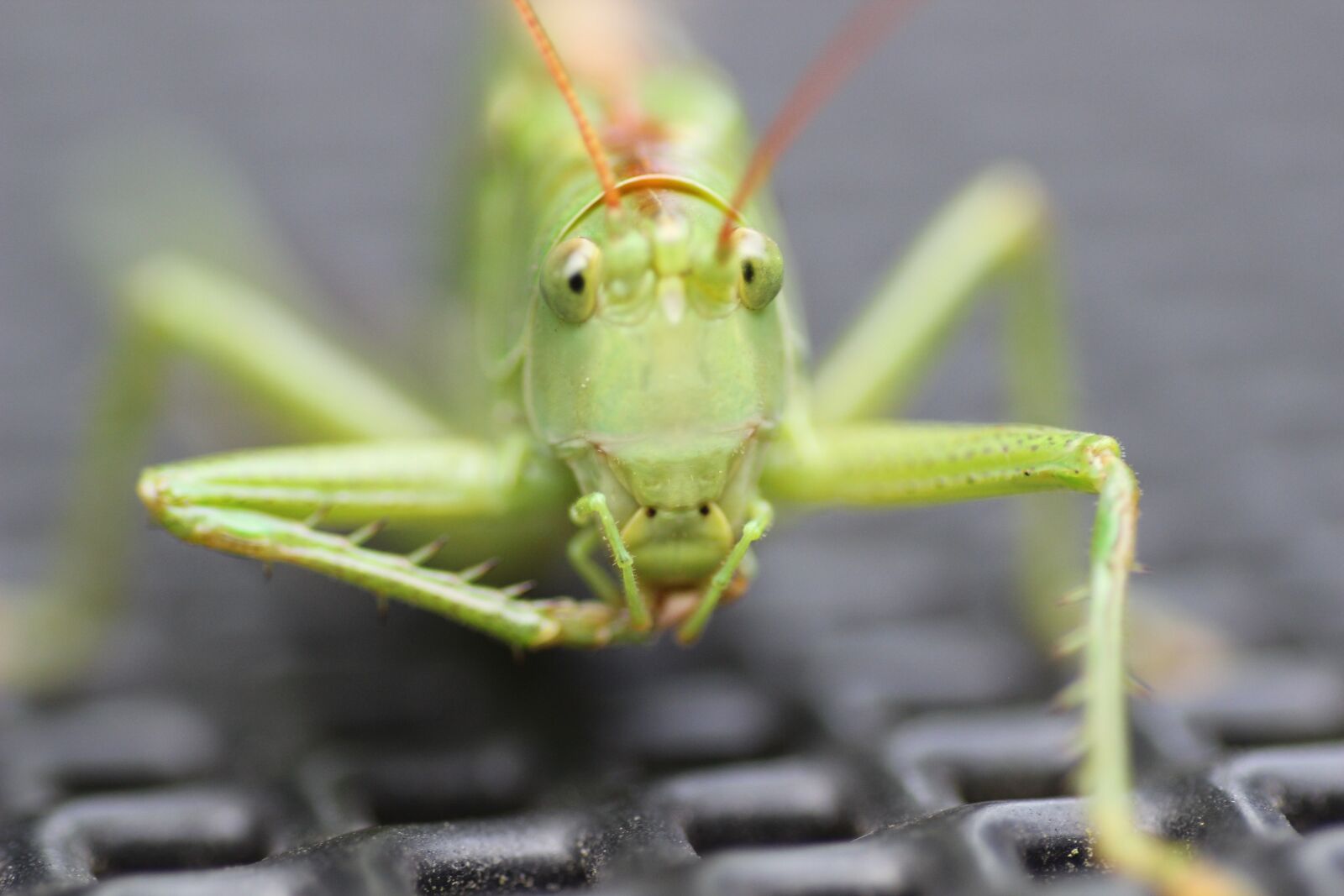 Canon EOS 600D (Rebel EOS T3i / EOS Kiss X5) sample photo. Grasshopper, insect, grille photography