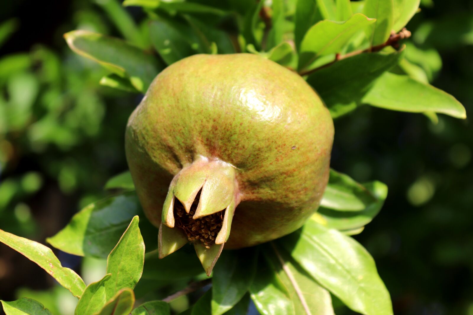 Canon EOS 200D (EOS Rebel SL2 / EOS Kiss X9) sample photo. Pomegranate, plant, nature photography