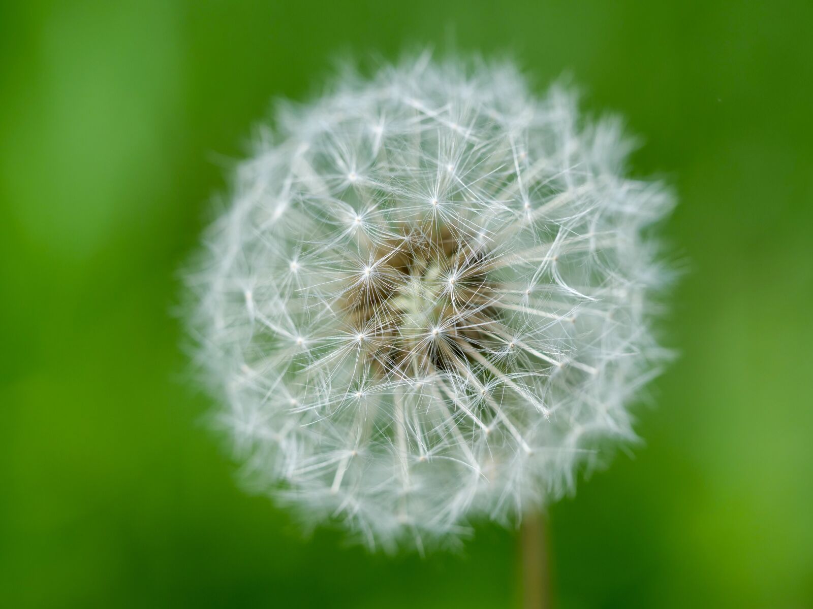 Panasonic Lumix DC-G9 sample photo. Macro, dandelion, spring photography