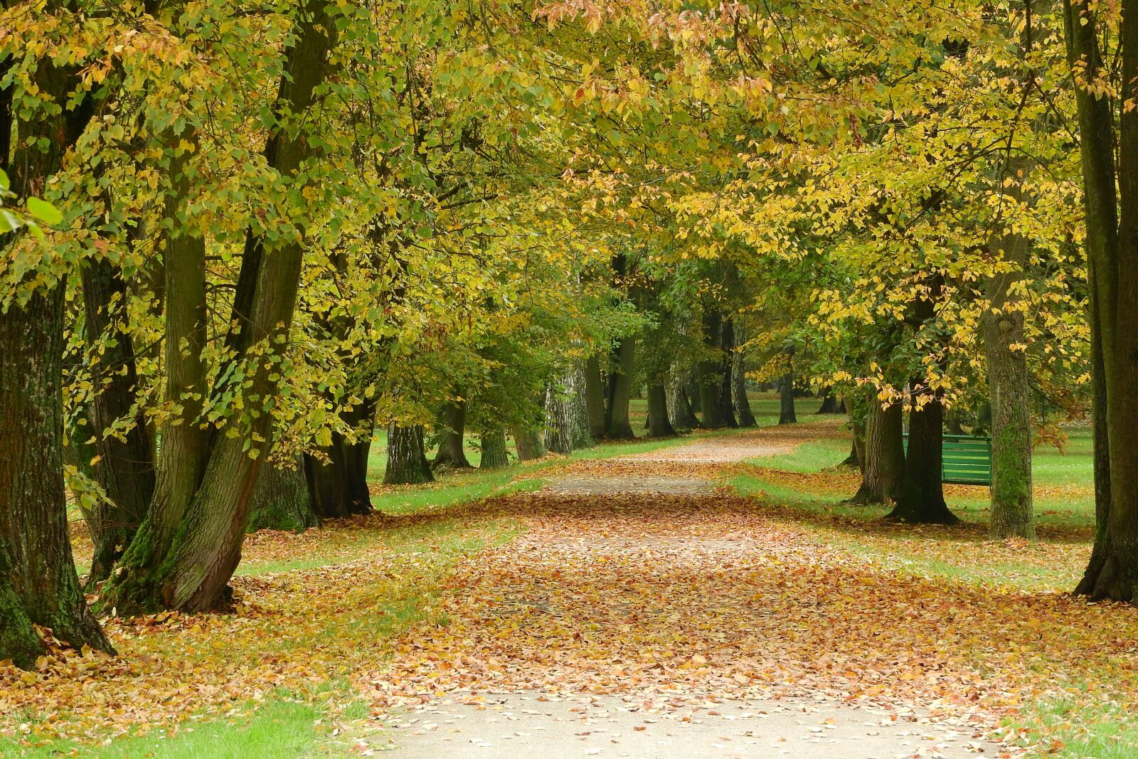 Nikon Coolpix P610 sample photo. Path in the park photography