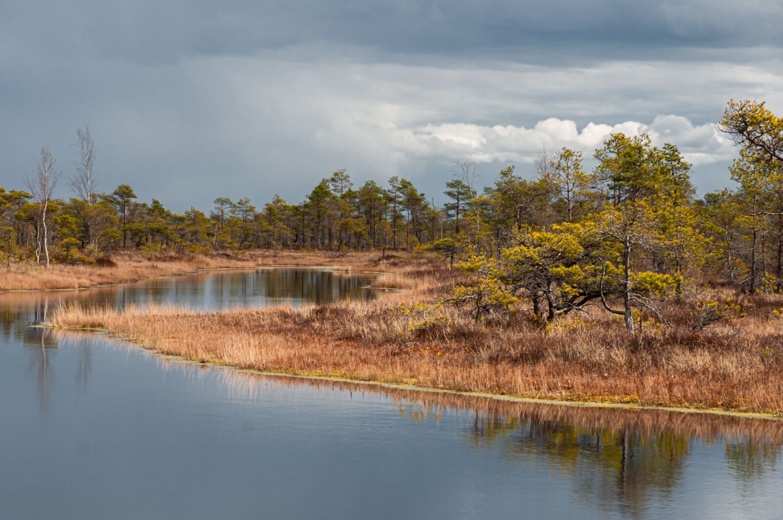 Nikon D90 sample photo. Swamps, spring, swamp photography