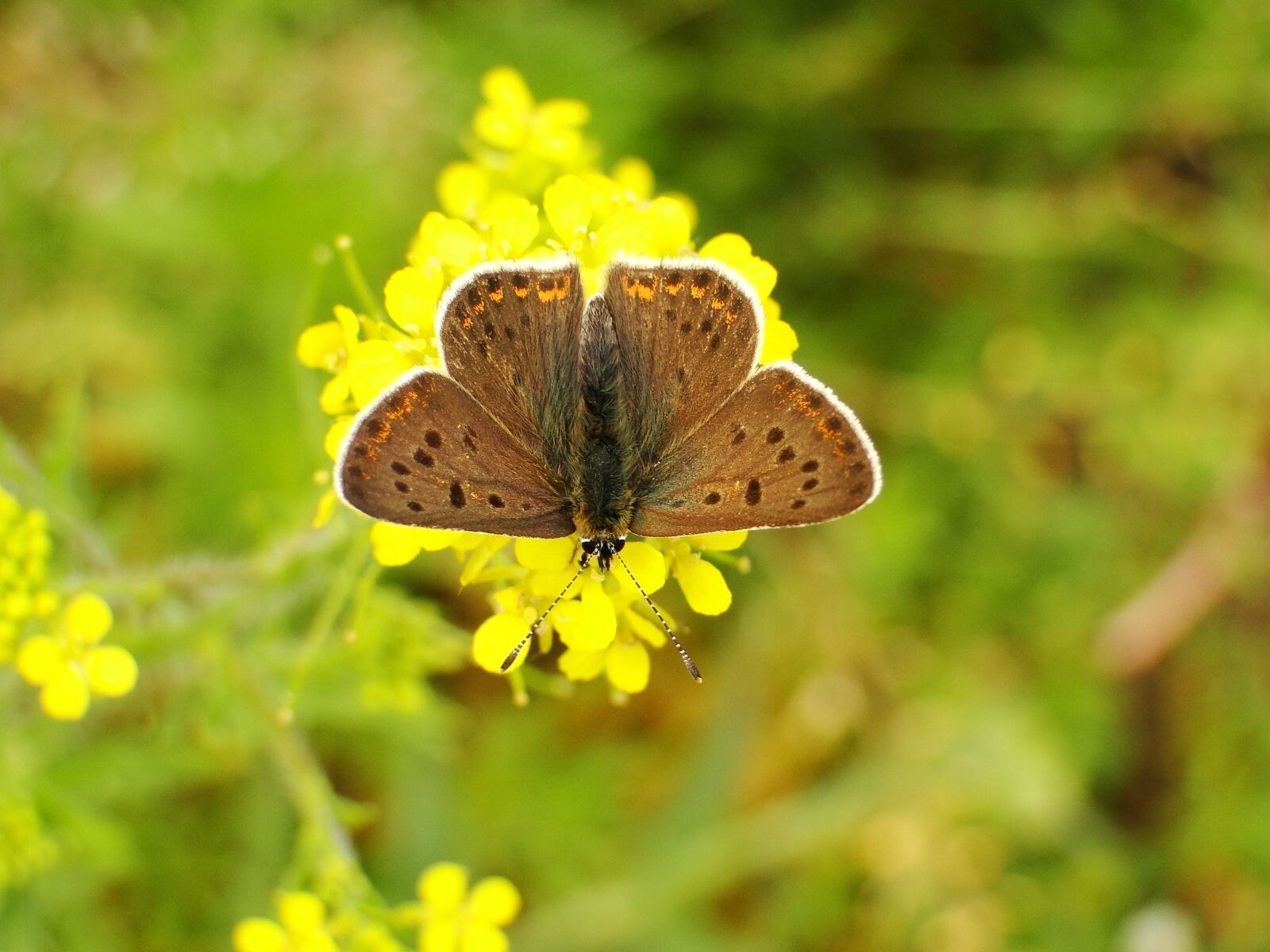 Sony Cyber-shot DSC-HX1 sample photo. Butterfly day, nature, insect photography