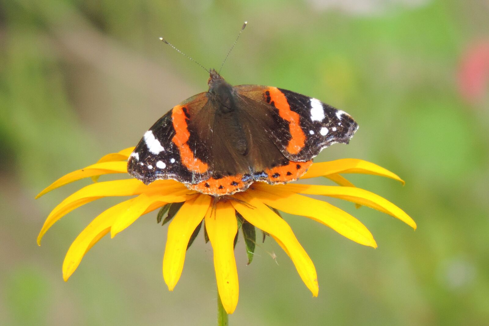 Nikon Coolpix P520 sample photo. Nature, insect, butterfly photography