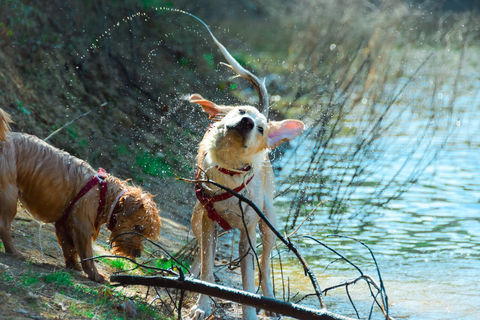 Nikon D5300 sample photo. Dog, puppy, pet photography