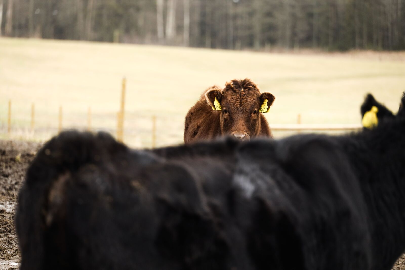 Canon EOS R sample photo. Cow, ox, bull photography