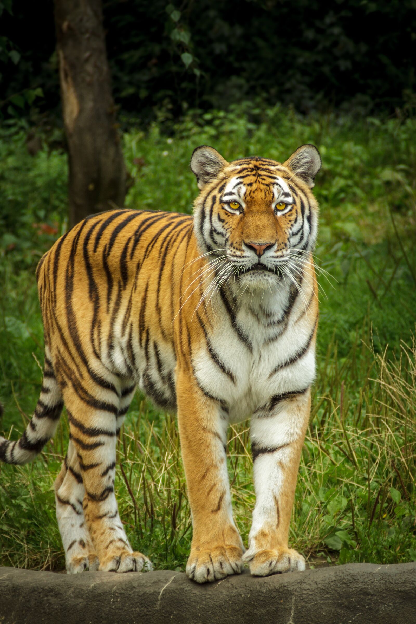 Canon EOS 7D sample photo. Panthera tigris altaica, tiger photography