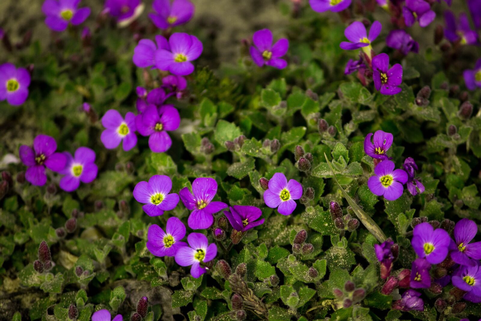 Canon EOS 200D (EOS Rebel SL2 / EOS Kiss X9) sample photo. Obrieta, flowers, purple photography