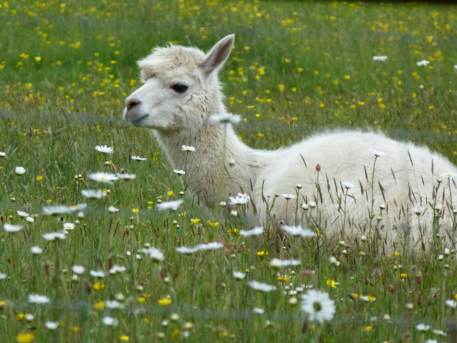 Panasonic Lumix DMC-FZ40 (Lumix DMC-FZ45) sample photo. Alpaca, fleece, flowers photography