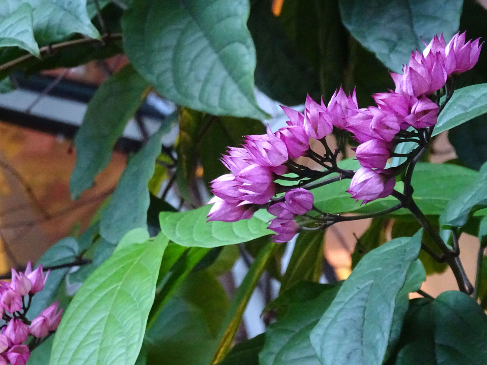 Sony Cyber-shot DSC-WX350 sample photo. Flower, pink photography