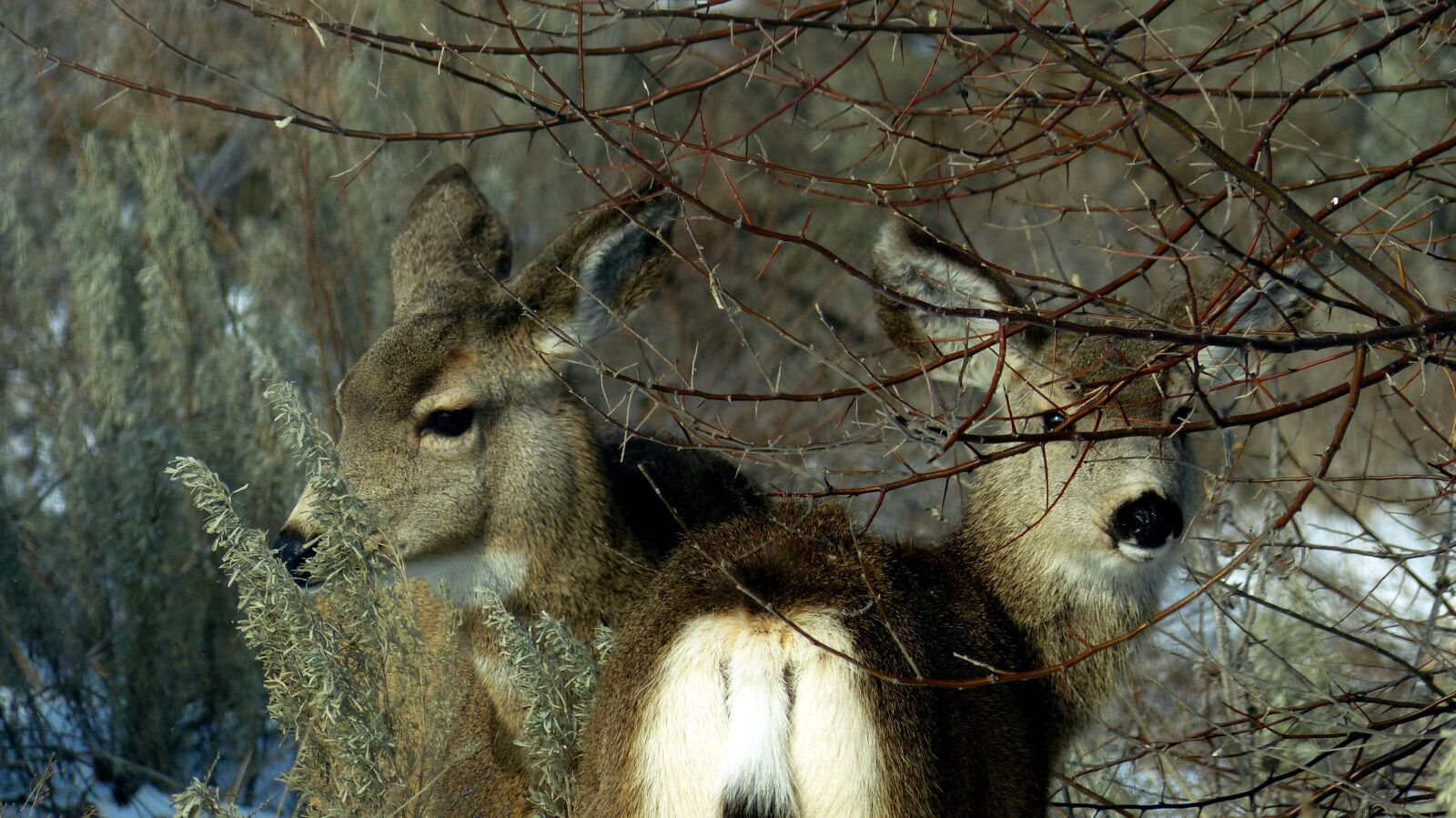 Panasonic Lumix DMC-FZ200 sample photo. Animal, wildlife, deer photography