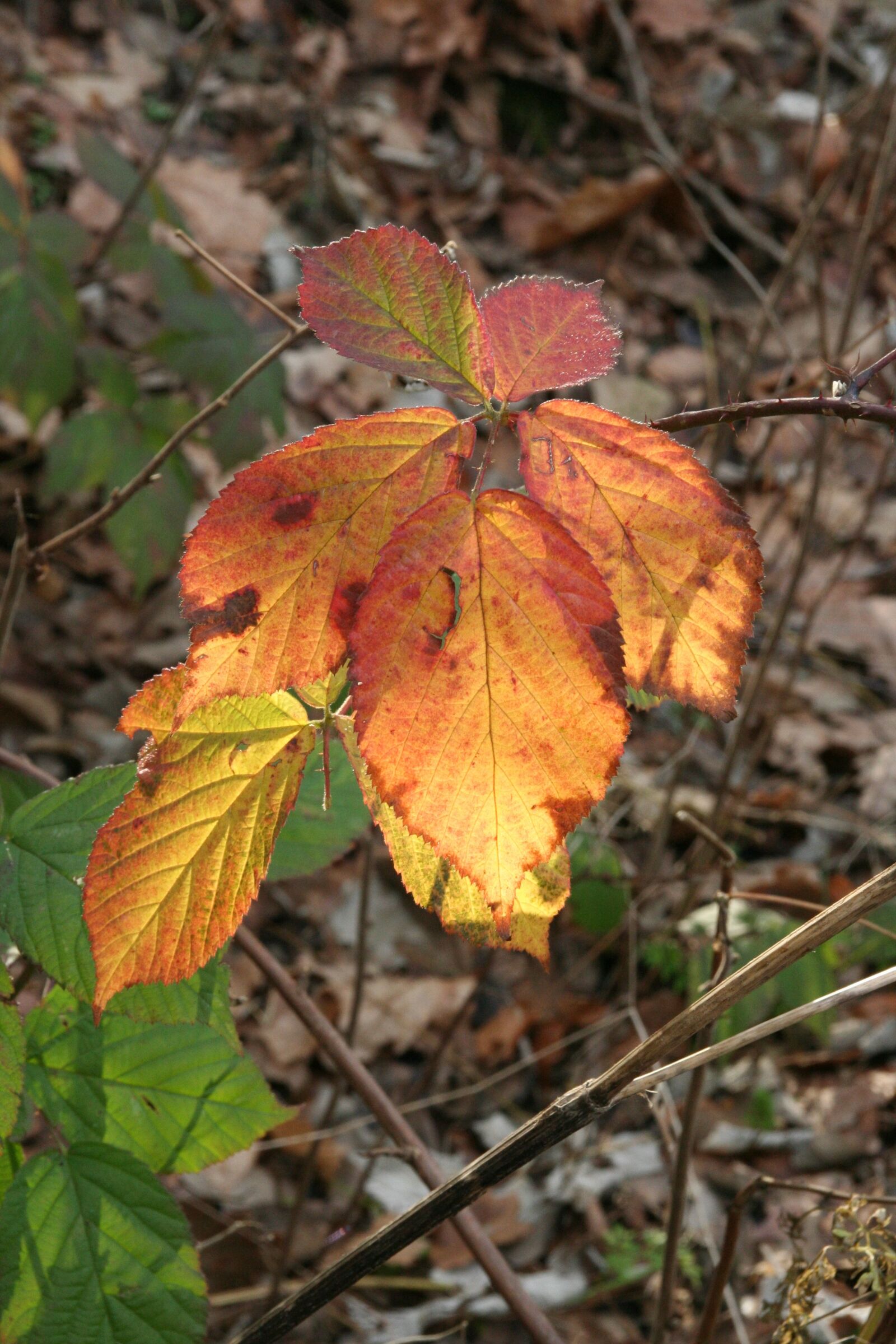 Canon EOS 350D (EOS Digital Rebel XT / EOS Kiss Digital N) sample photo. Autumn, leaves, golden autumn photography