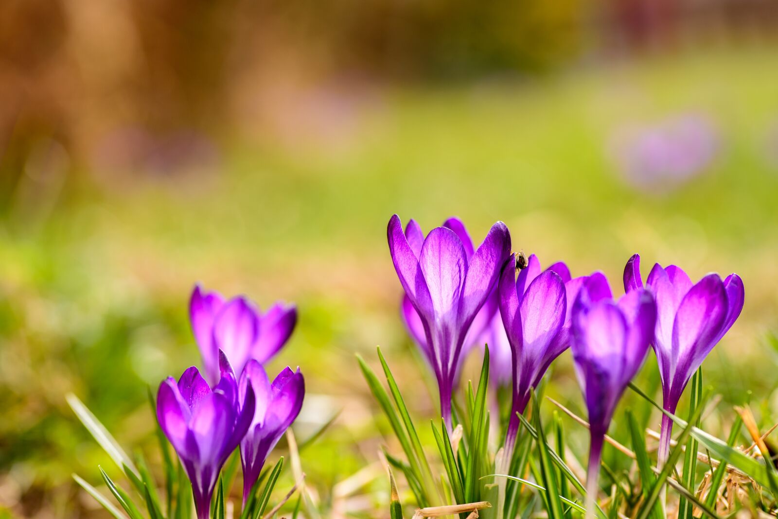 Nikon D600 sample photo. Saffron, flora, blooming photography