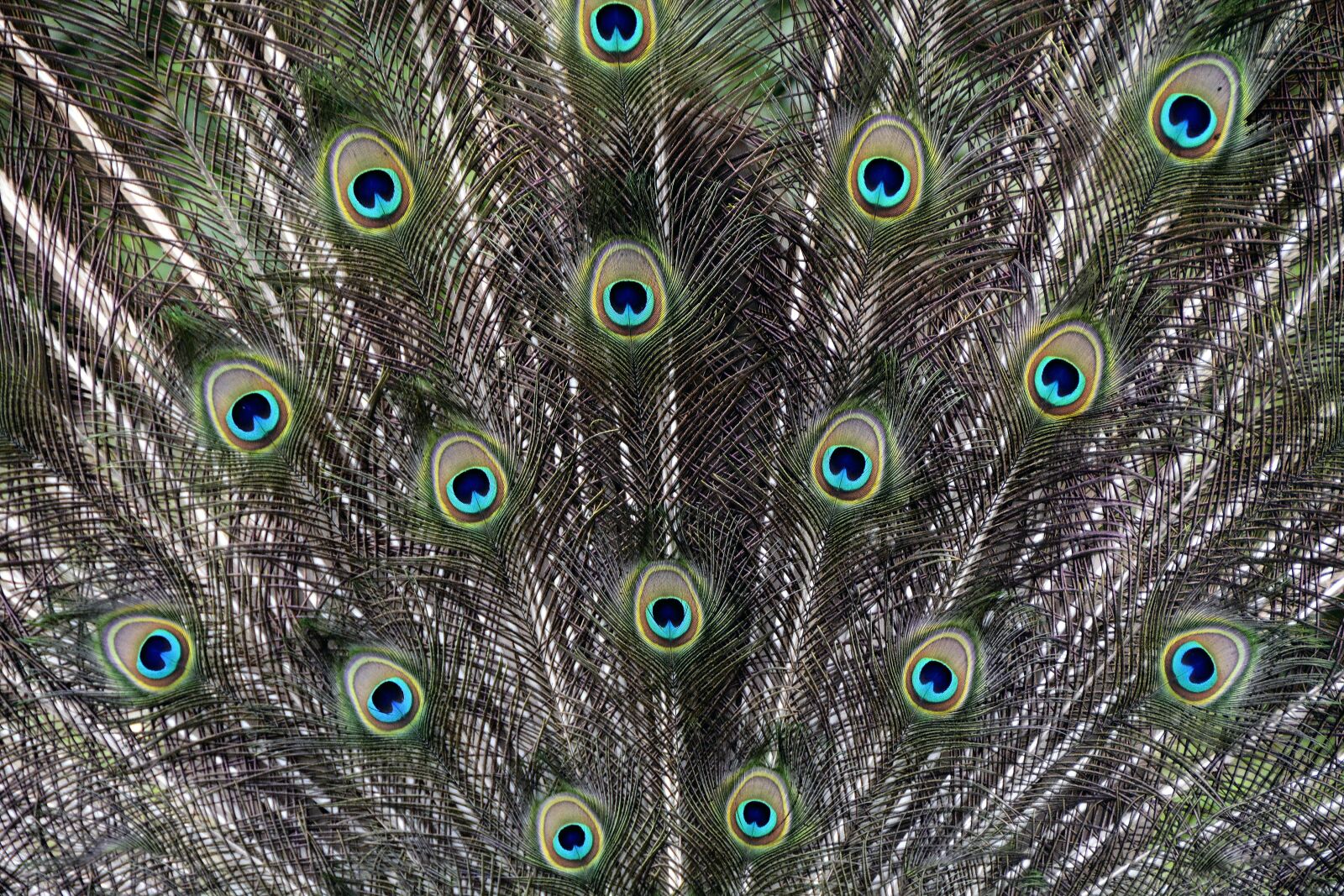 Nikon D7100 sample photo. Background, peacock feathers, peacock photography