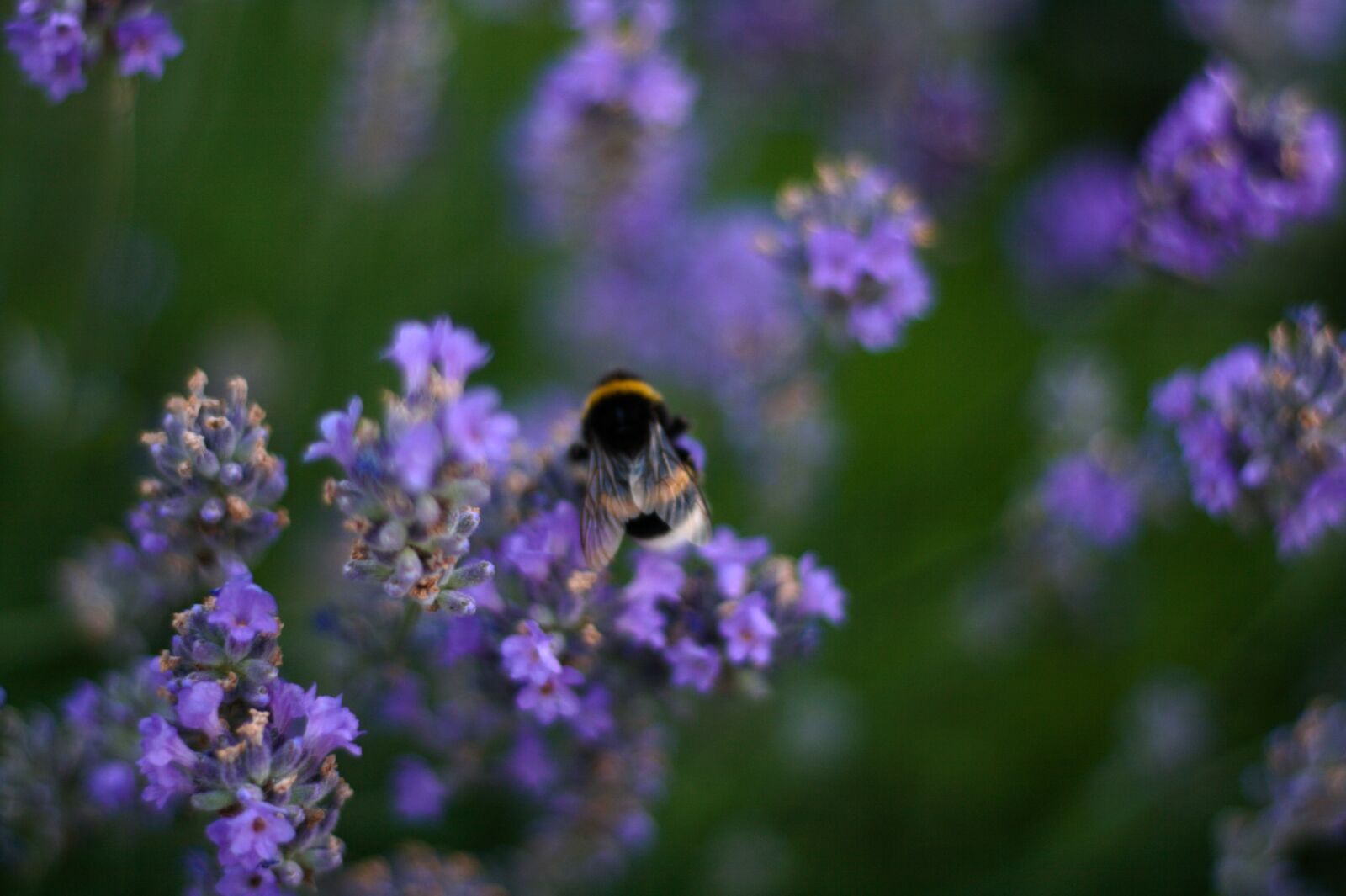 Canon EOS 400D (EOS Digital Rebel XTi / EOS Kiss Digital X) sample photo. Bee, lavender, flower photography