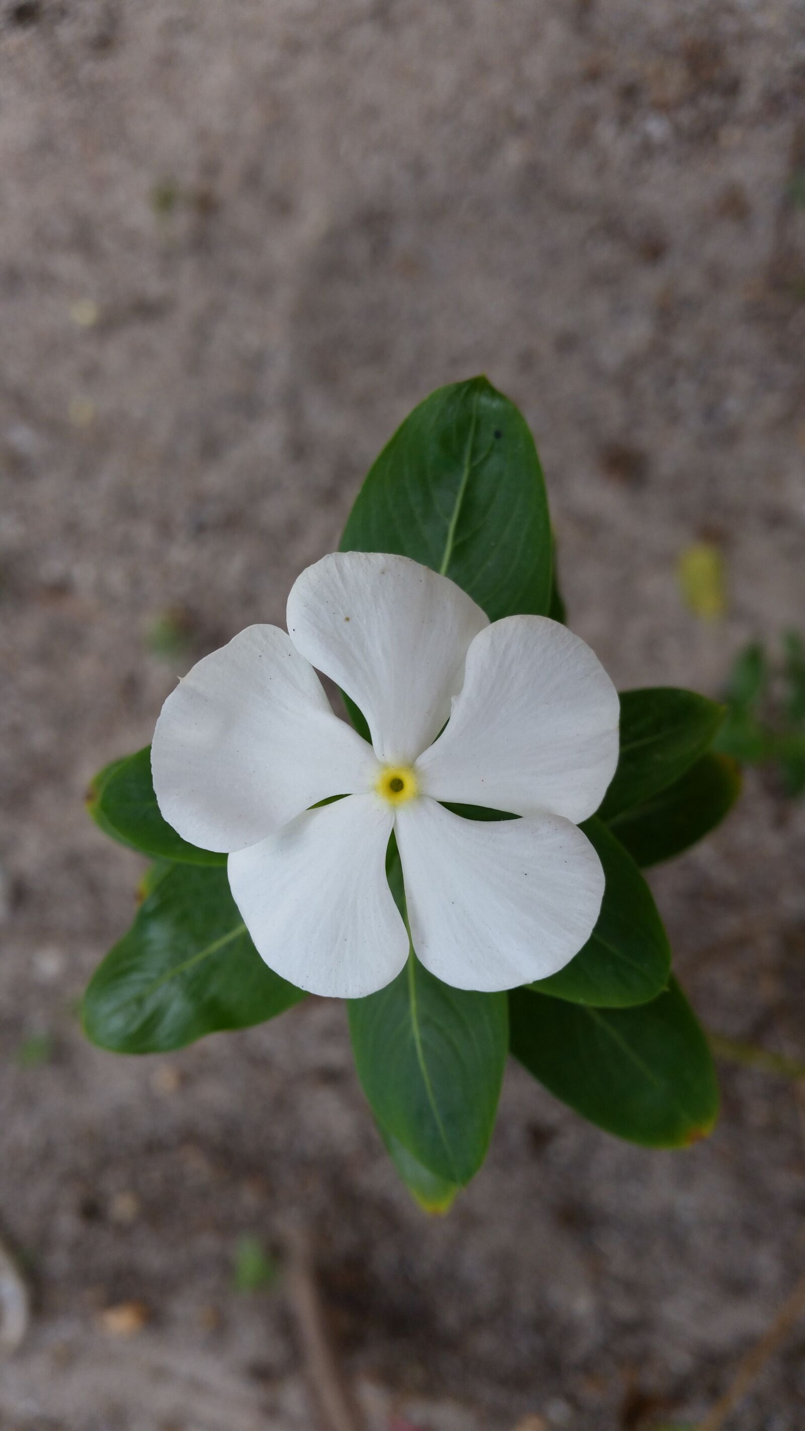Samsung Galaxy S5 sample photo. Flower, flowers, white flowers photography