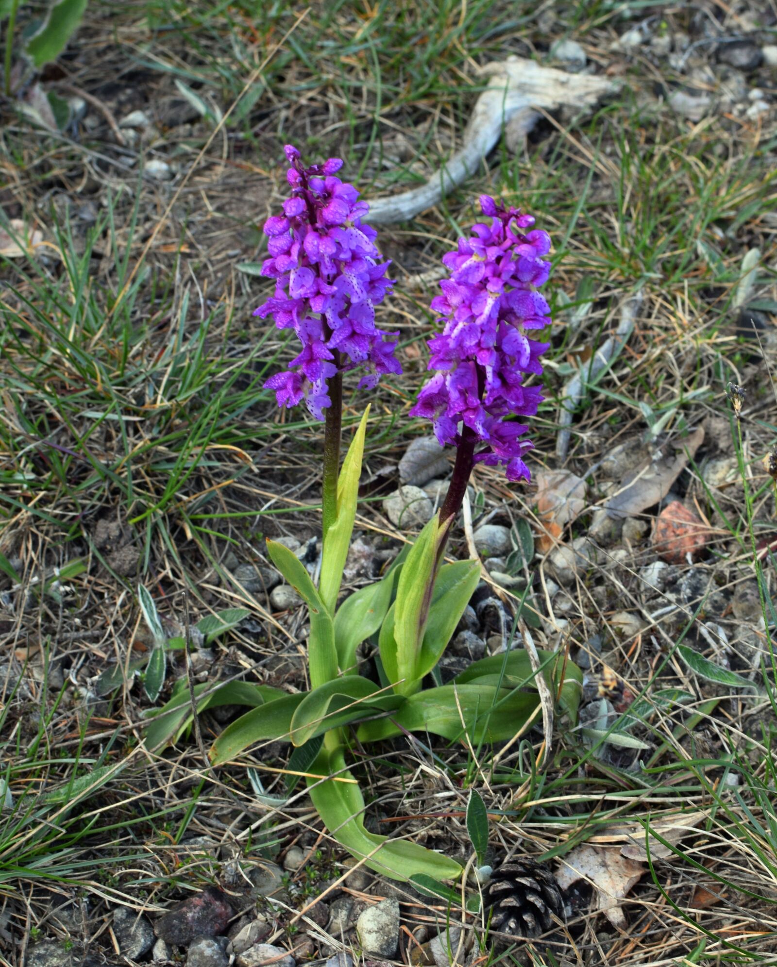 Nikon D5300 sample photo. Flowers, orchids, saint peter photography