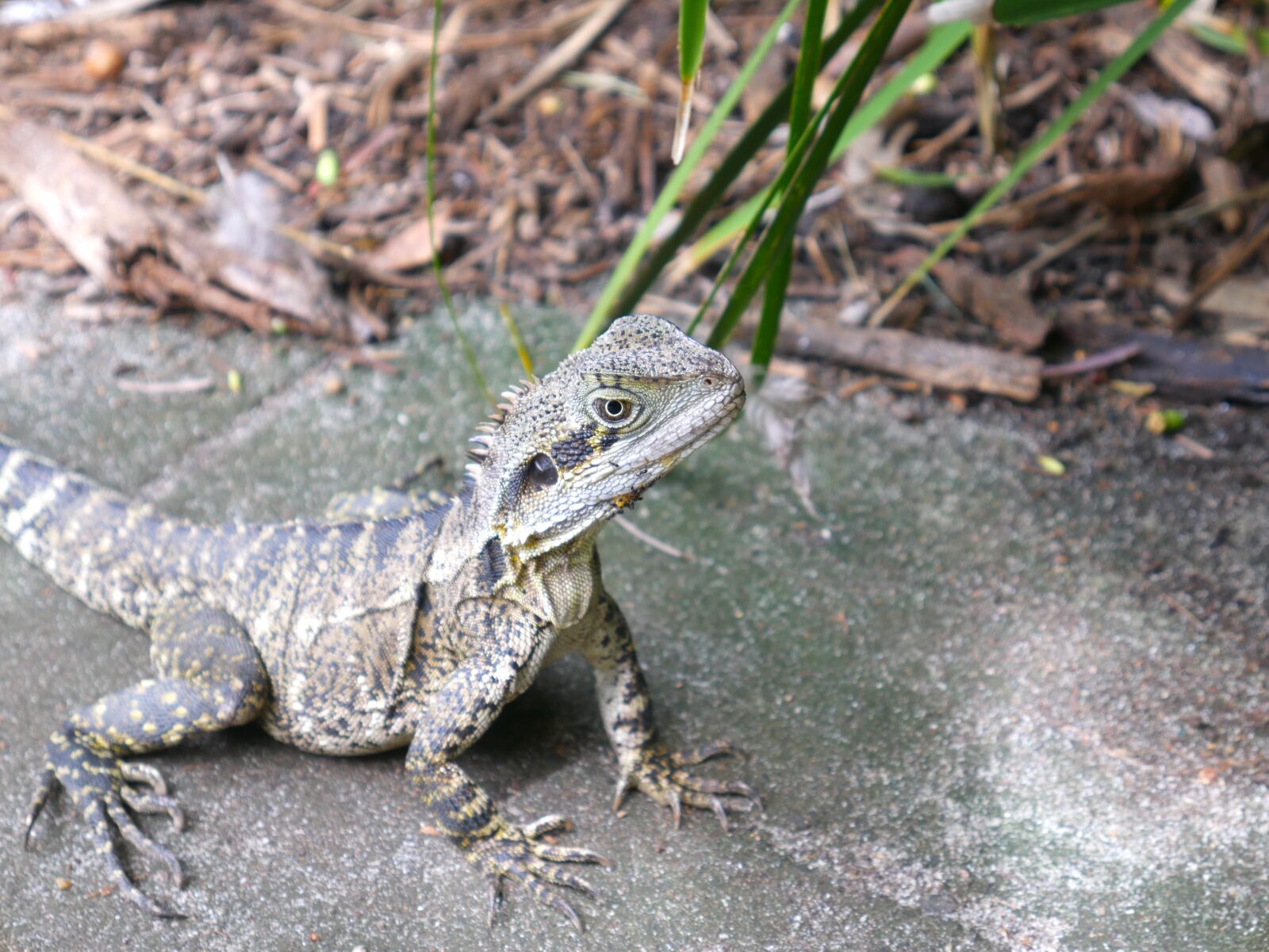 Panasonic Lumix DMC-G7 sample photo. Lizard, nature, reptile photography